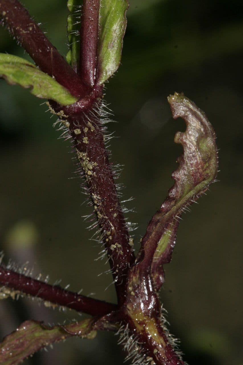 Catchfly parduzco 10