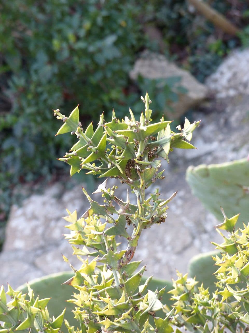 Colletia 23