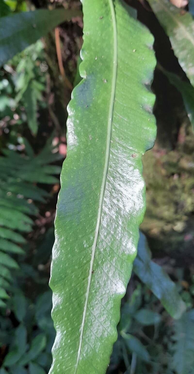 Campyloneurum 4