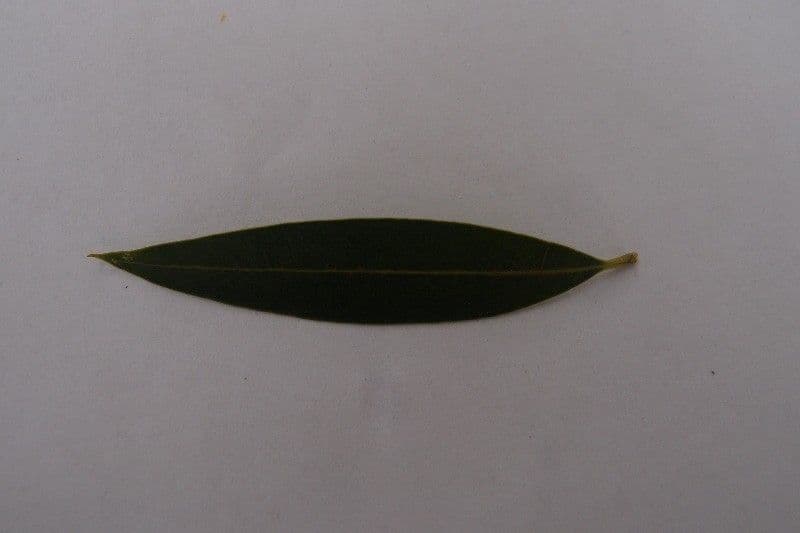 Schmalblättrige Olive 21