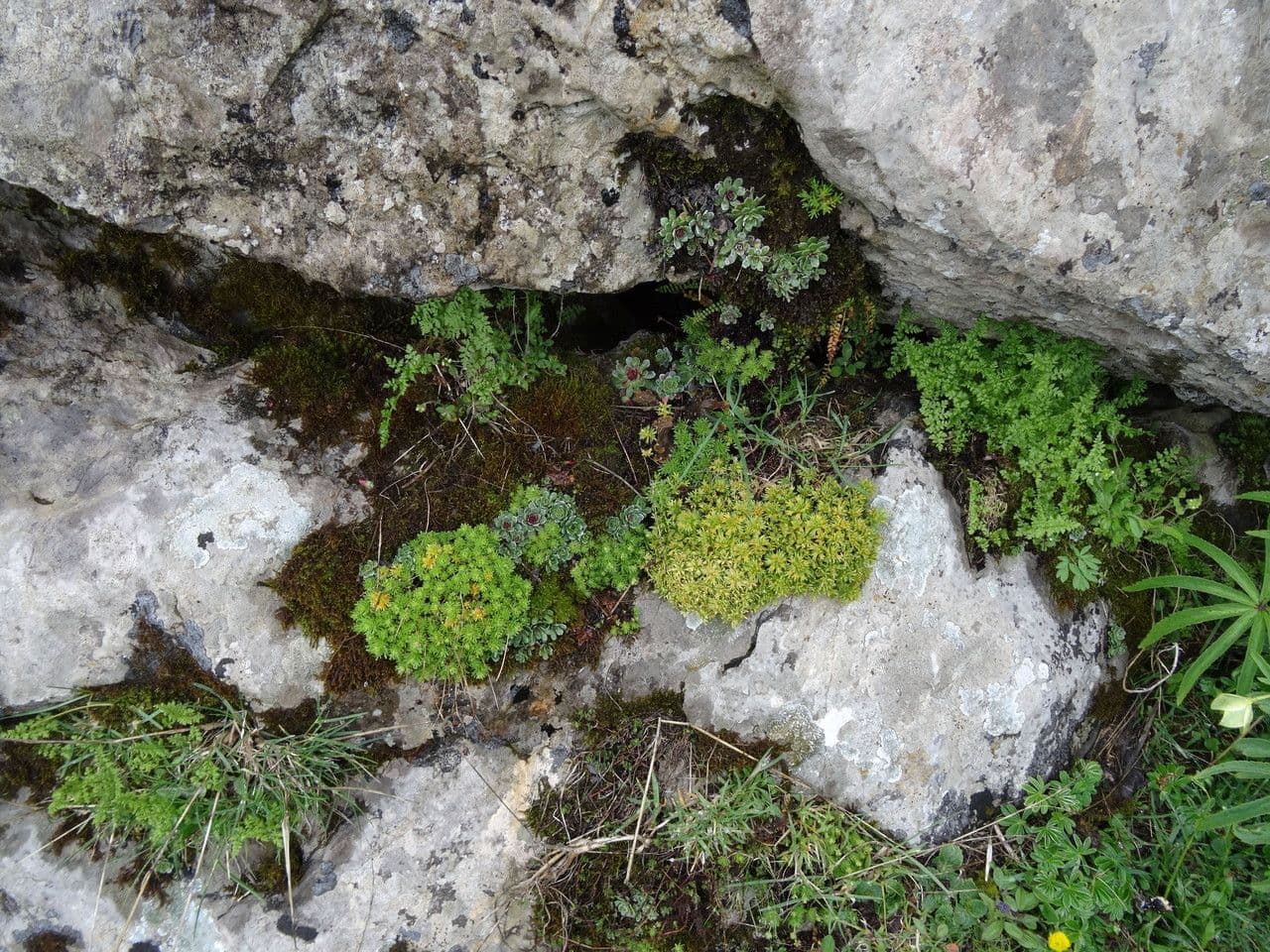 Verschlungene Steinbrech 10