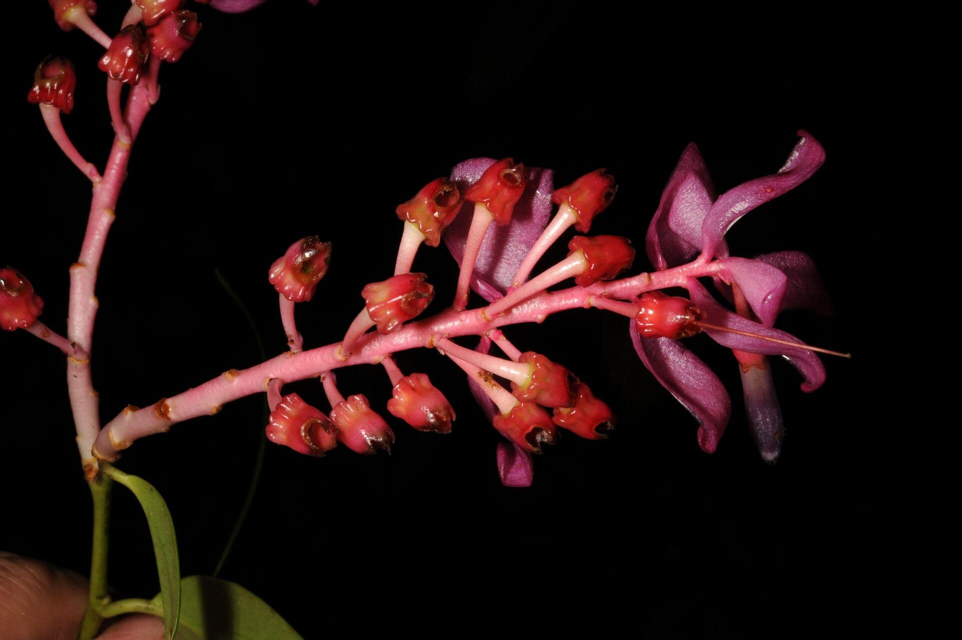 Cavendishia atroviolacea 4