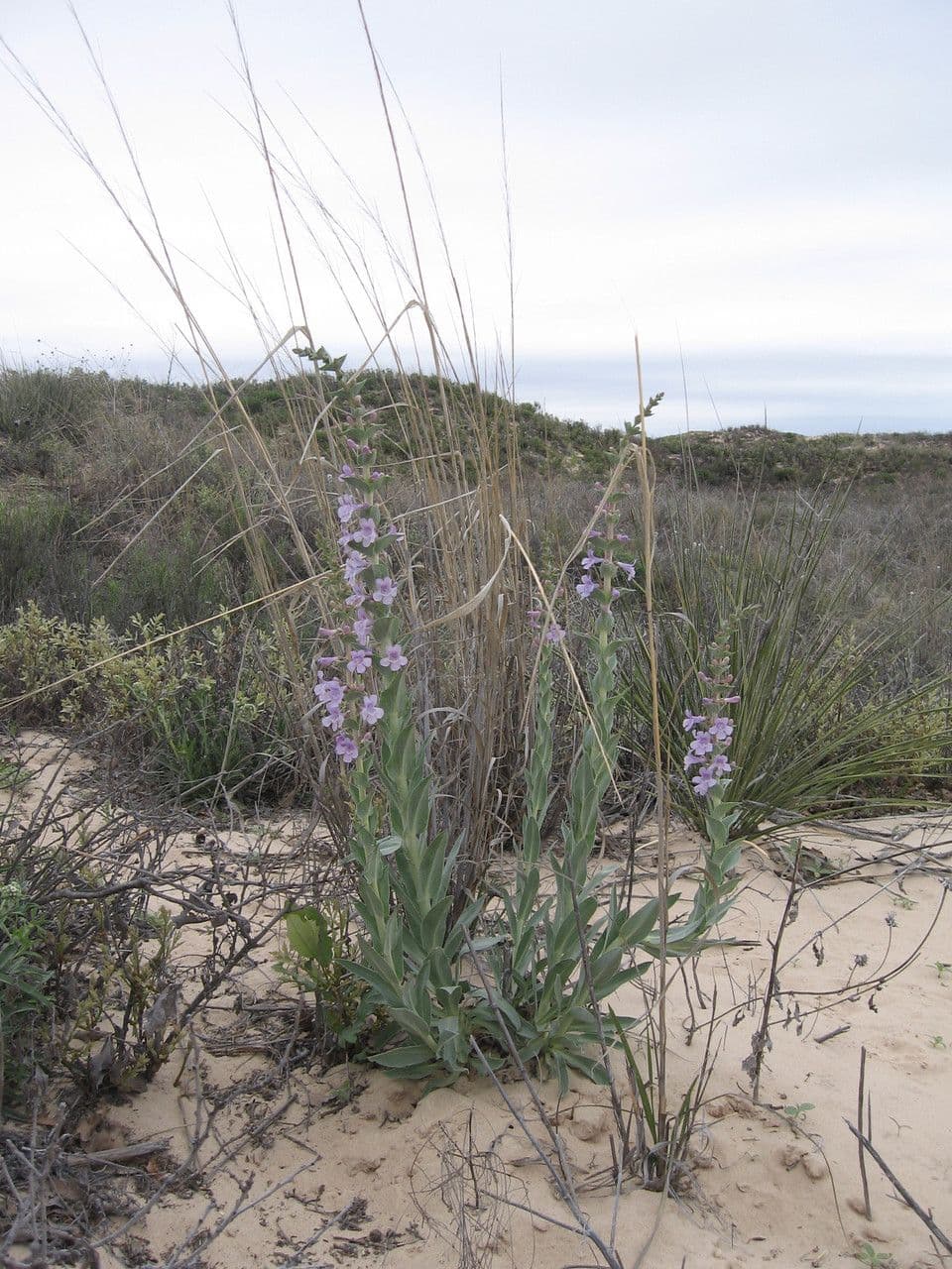Penstemon 4