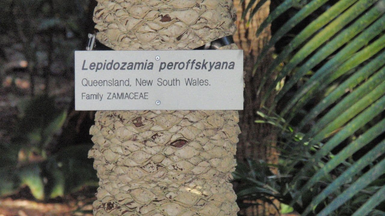 Lepidozamia 8