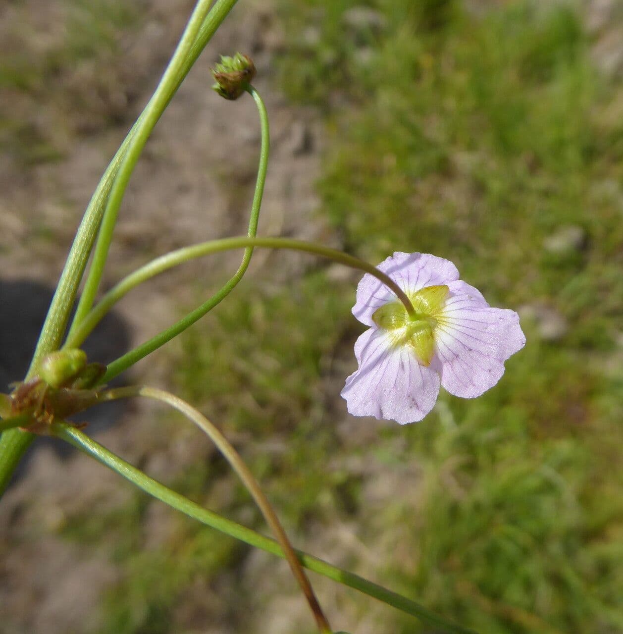 Alisma ranuncoloide 26
