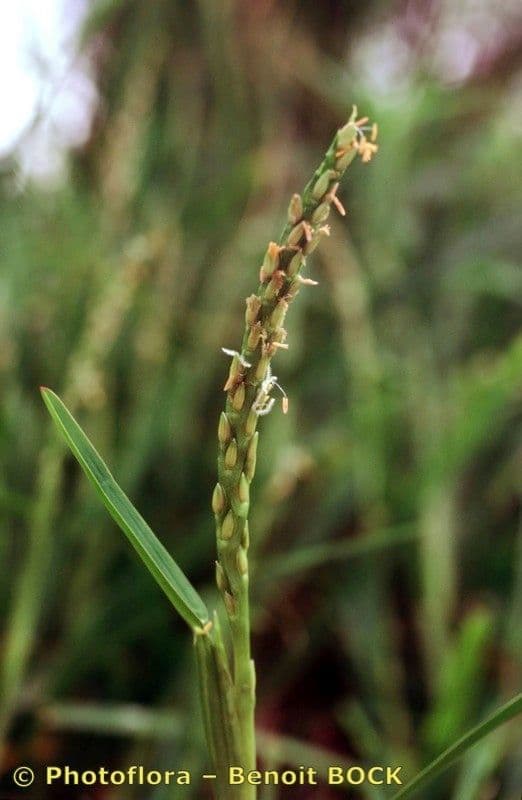 Erba pimento 2