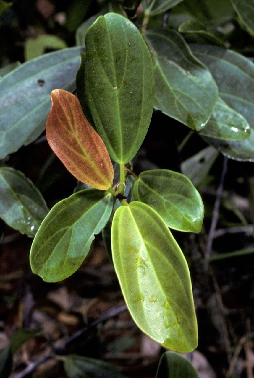 Coussapoa