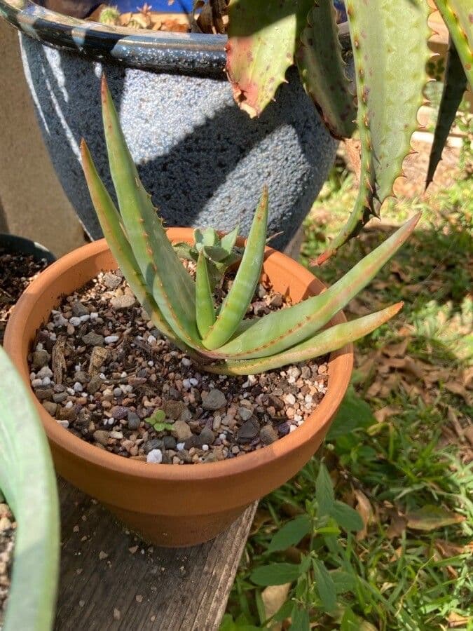 Vryheid-Aloe