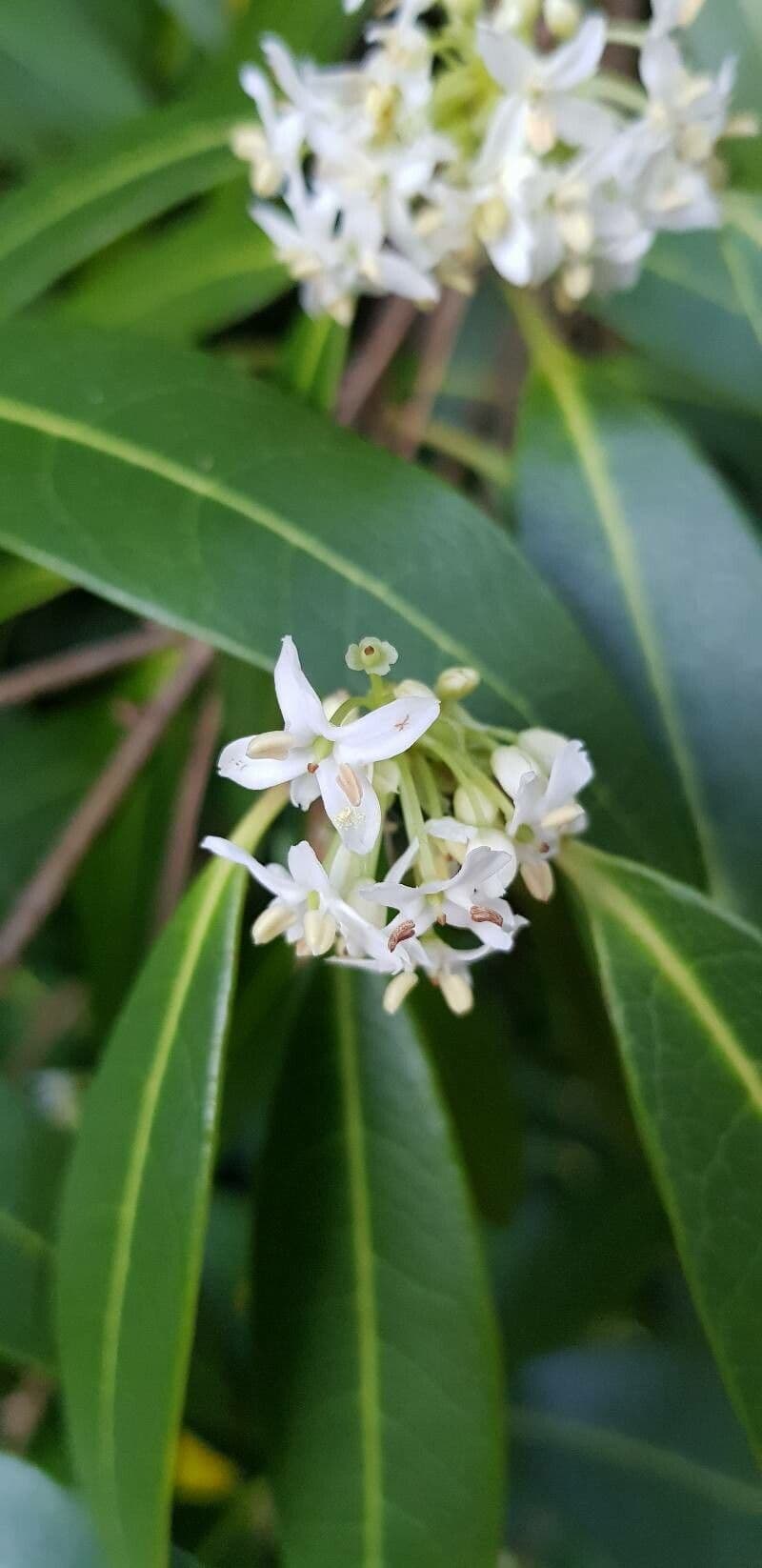 Duftblüte 5
