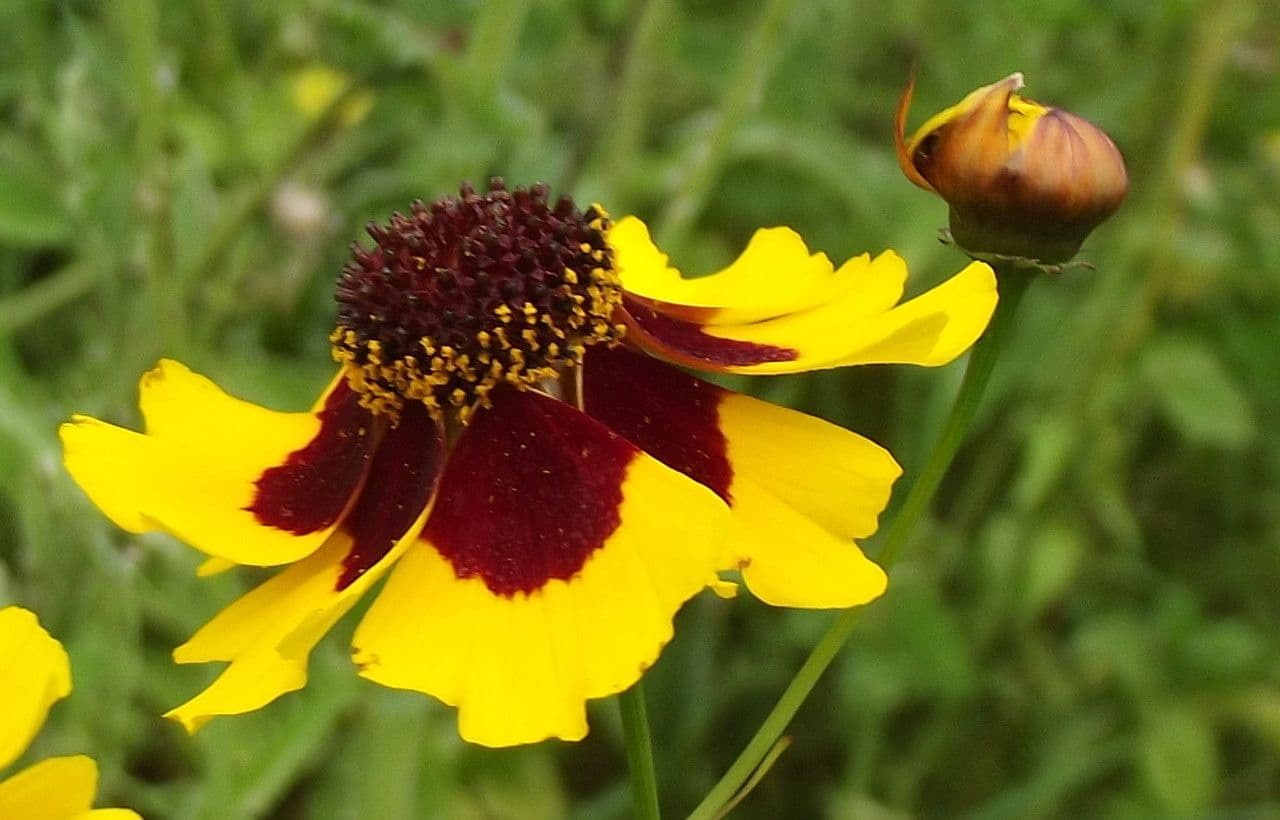 Goldmähnen-Coreopsis
