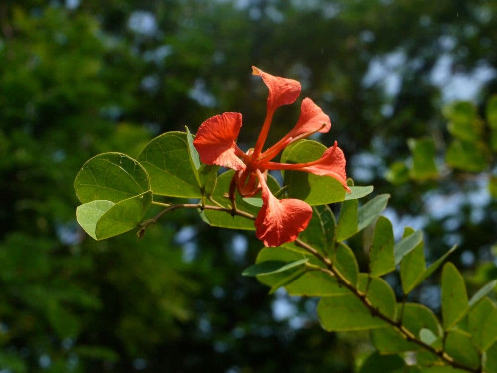 Bauhinia galpinii 26