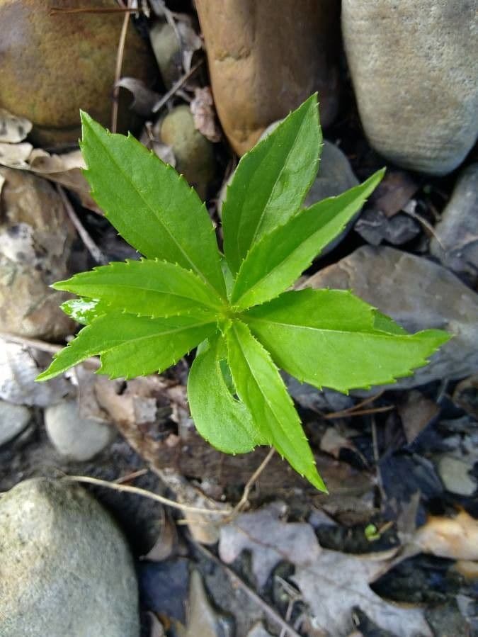 Impatiens 3