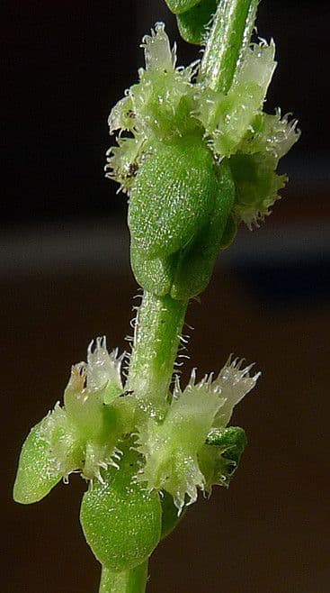 Valantia muralis 5