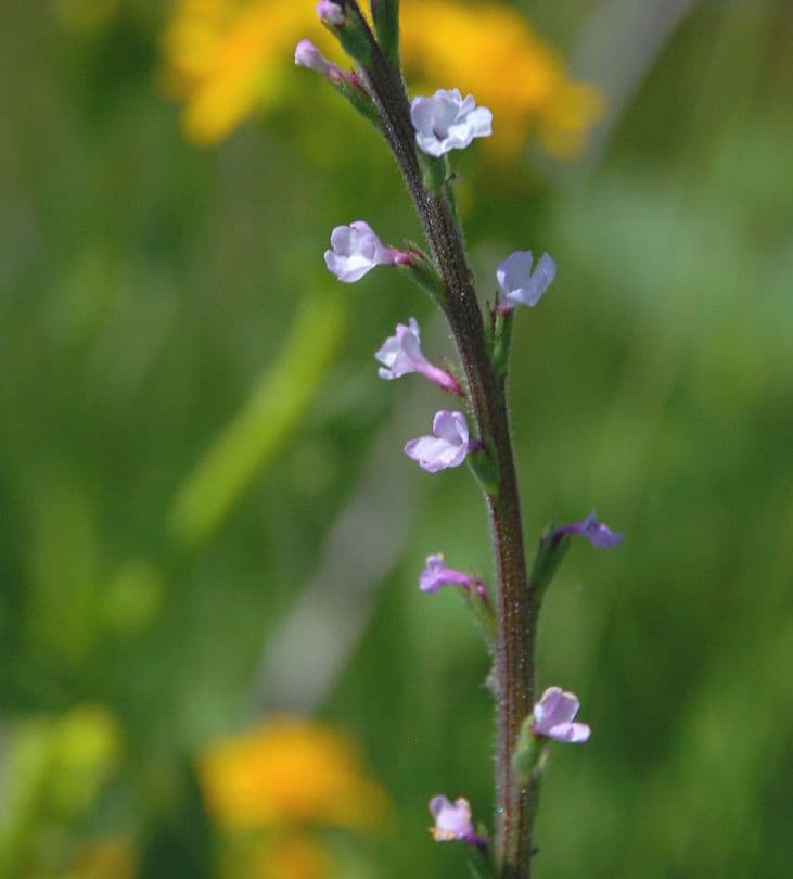 Verbena californiana 2