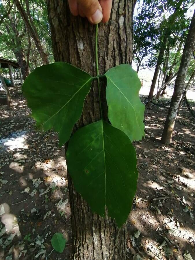 Platymiscium 7