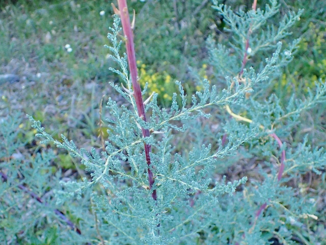 Miricaria germanica 23