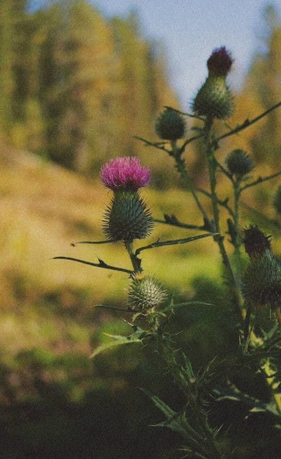 Cardo discolor 3