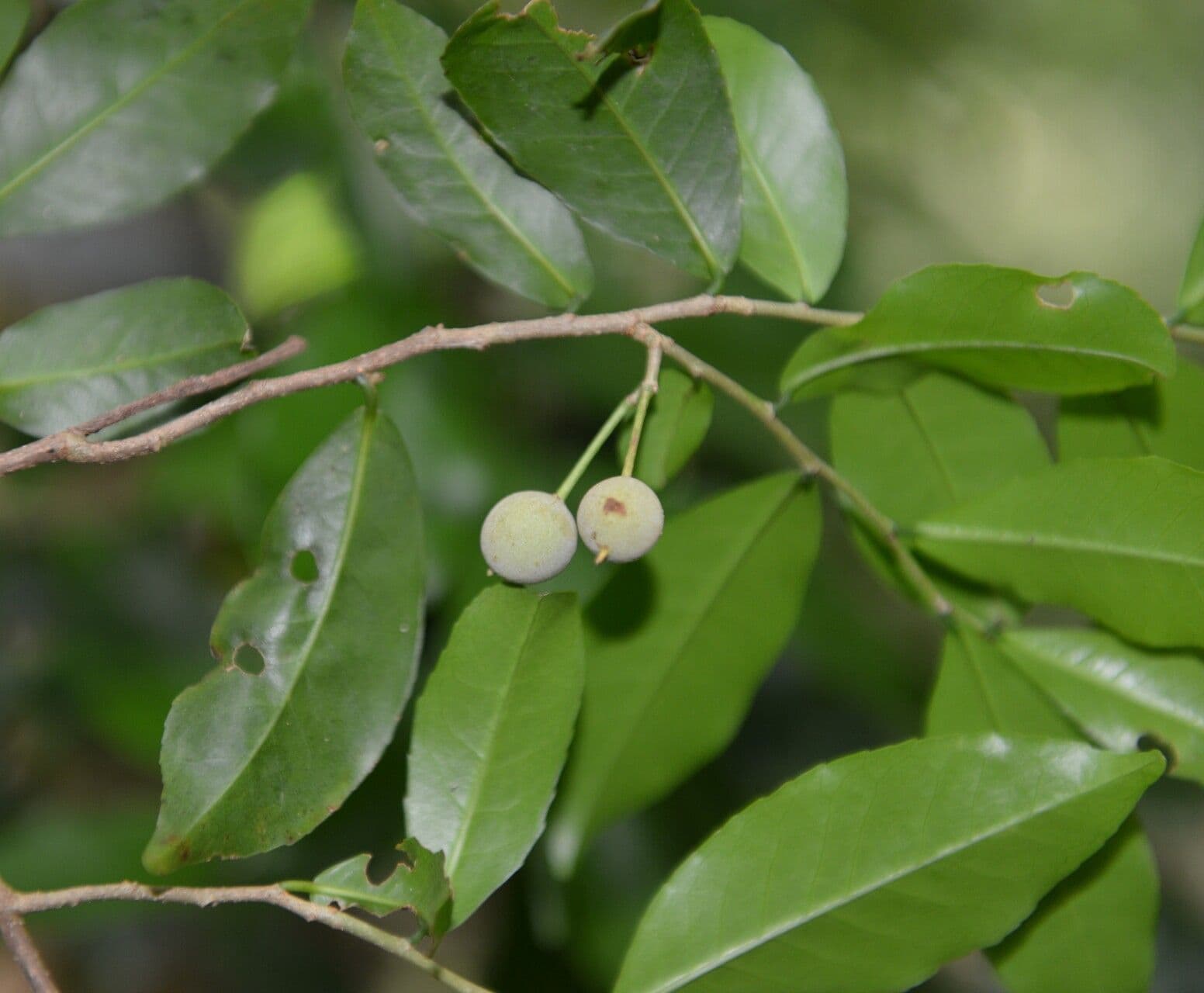 Casearia 2