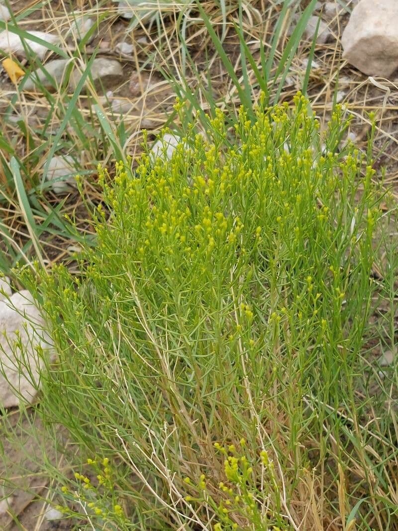 Euthamia 5