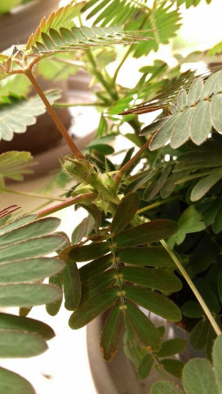 Mimosa pudica 27