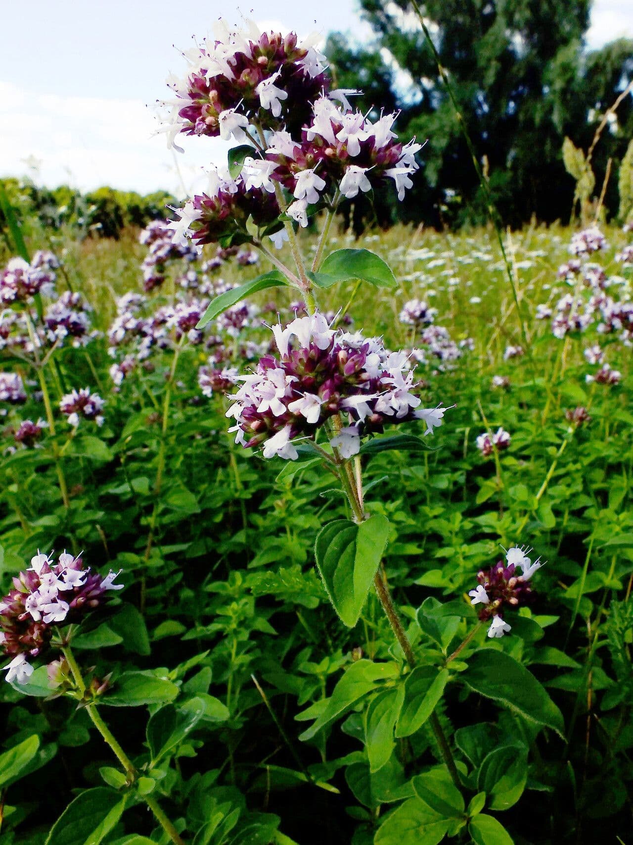 Oregano 14