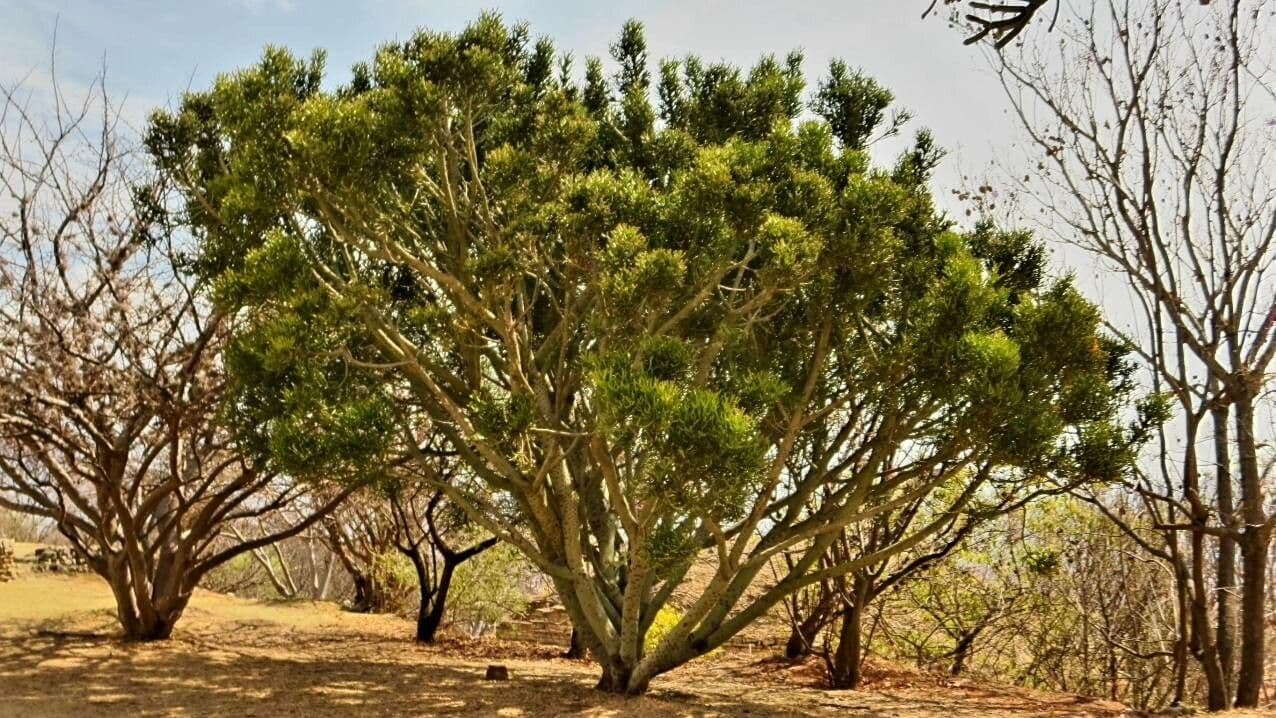Euphorbe aphylla 9
