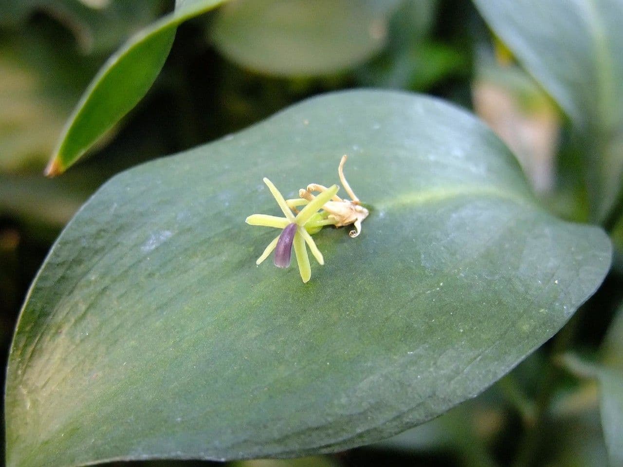 Ruscus hypoglossum 16