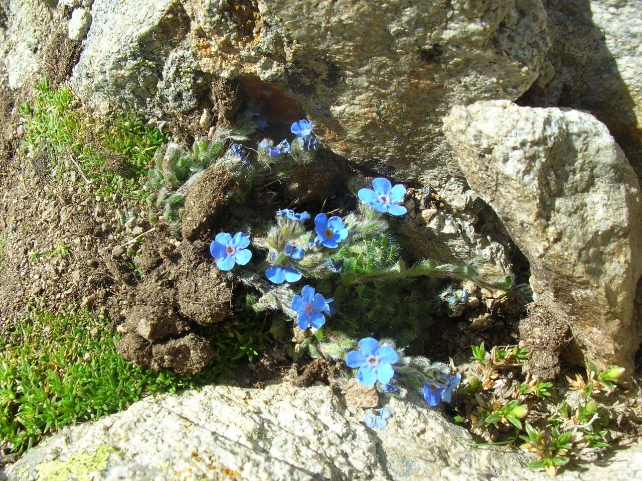 Eritrichium nanum 6