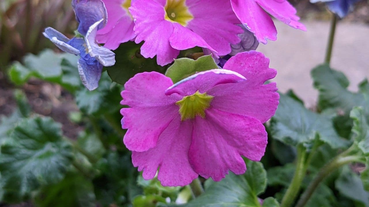 Primula 2