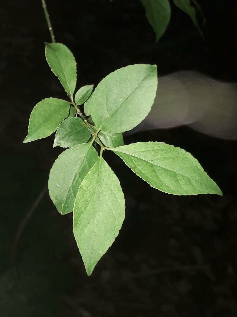 Euonymus 18