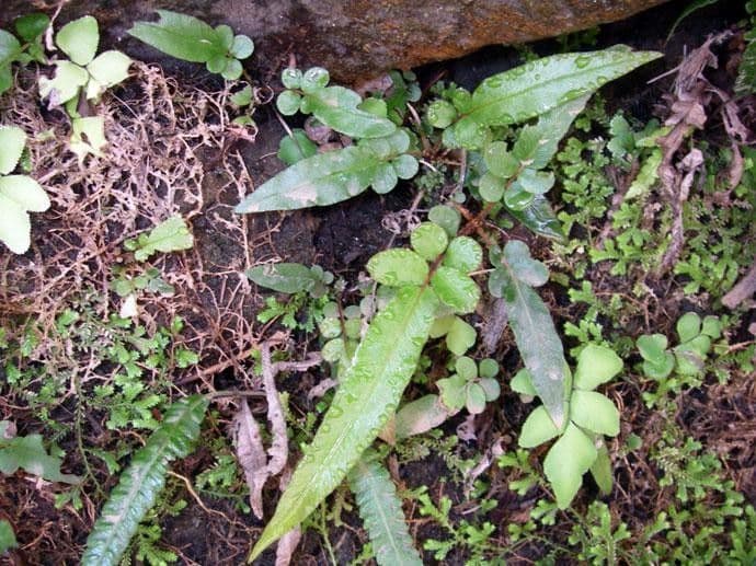 Blechnum gracile