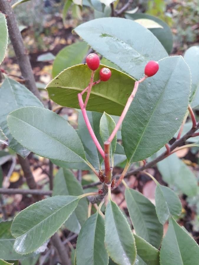 Photinia serrata 5