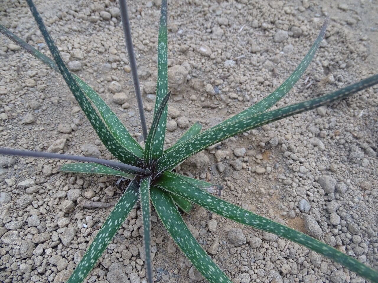 Aloe 4