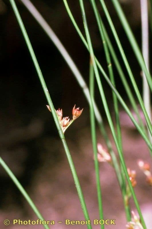 Giunco filiforme 26