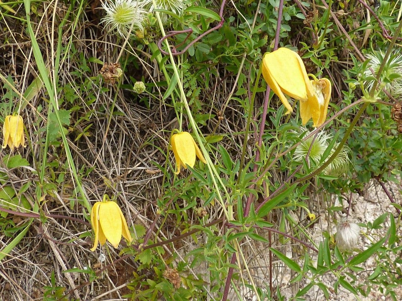 Clematis 13