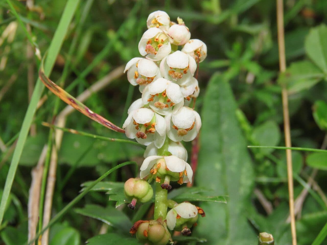 Piroletta minore 9