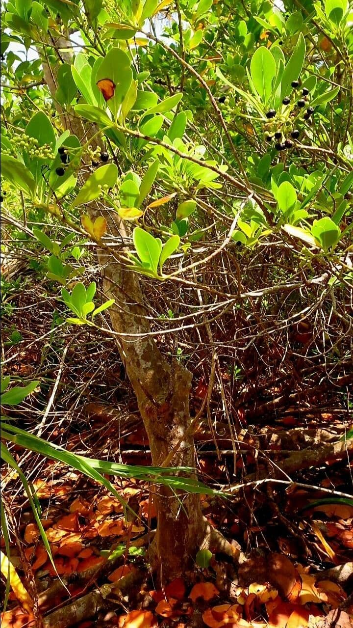 Erithalis fruticosa 17
