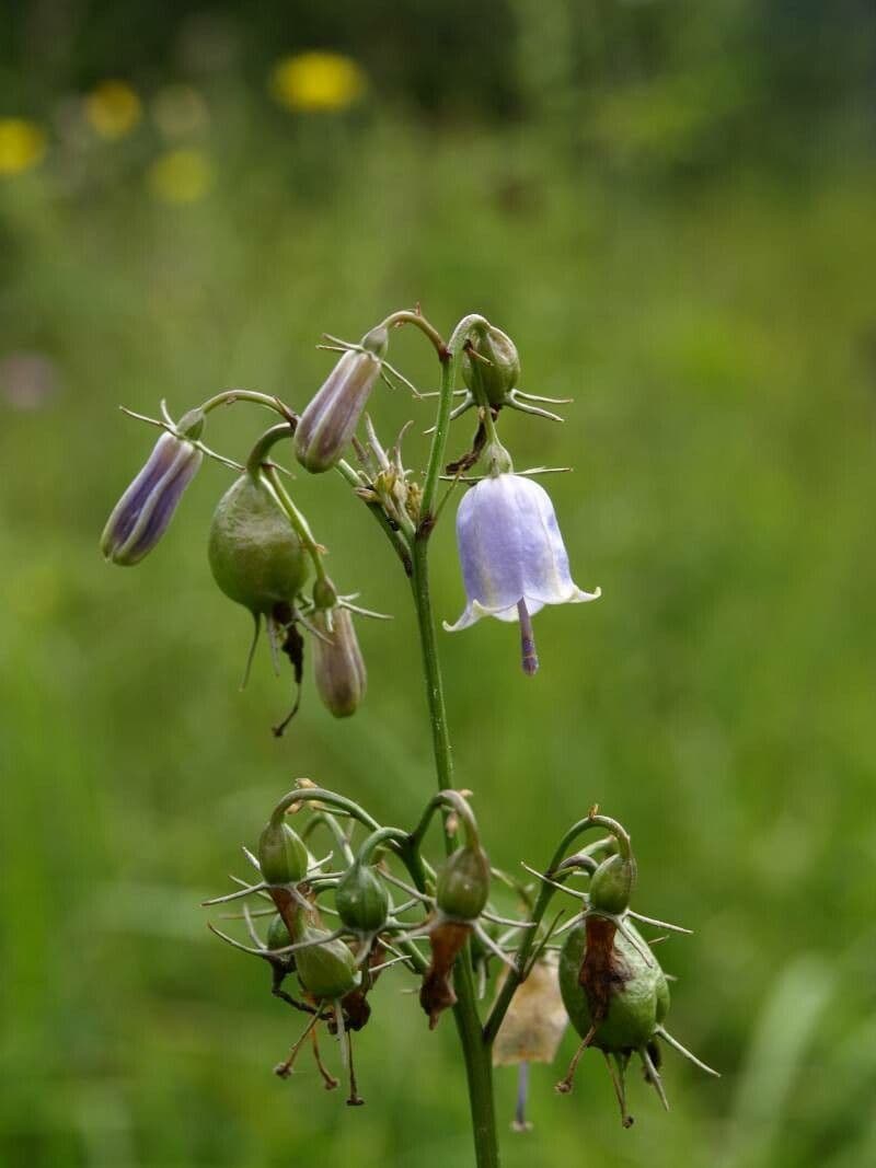 Adenophora triphylla