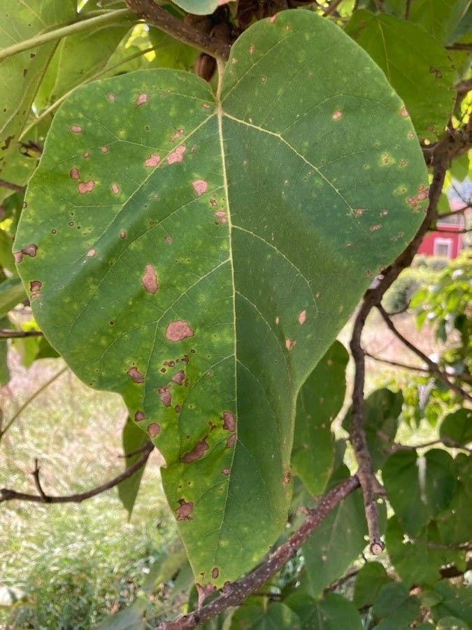 Blauglockenbaum 16