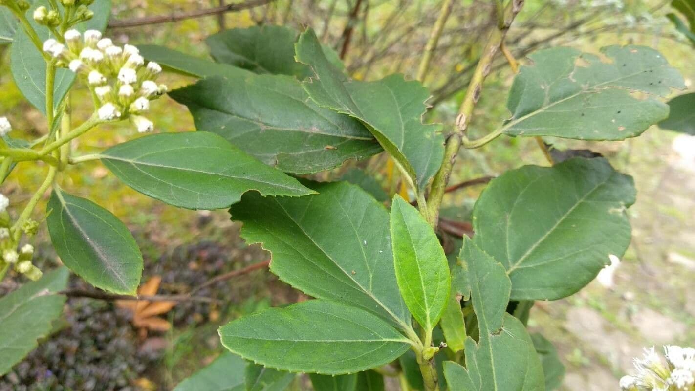 Ageratina 4