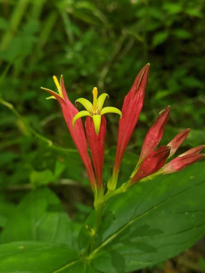 Spigelia