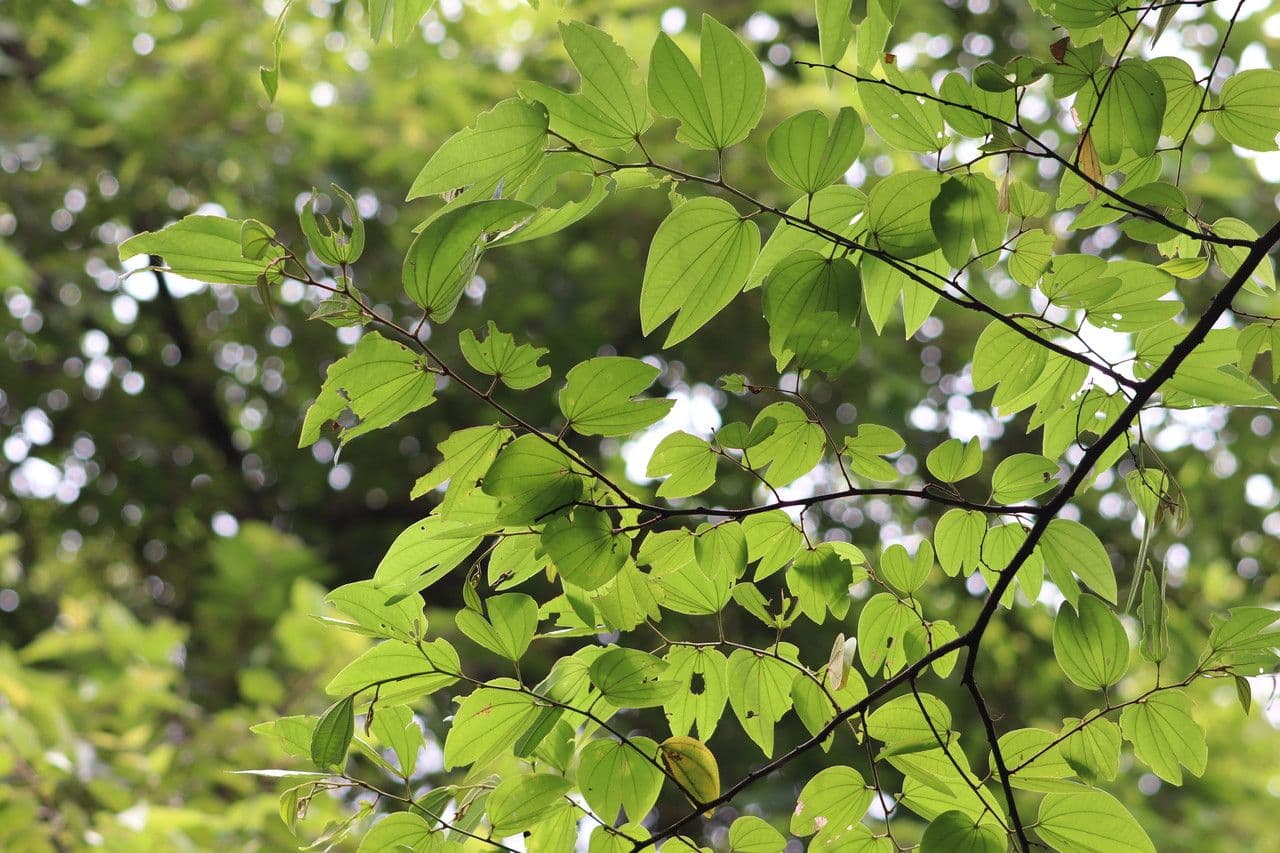 Bauhinia ungulata 13
