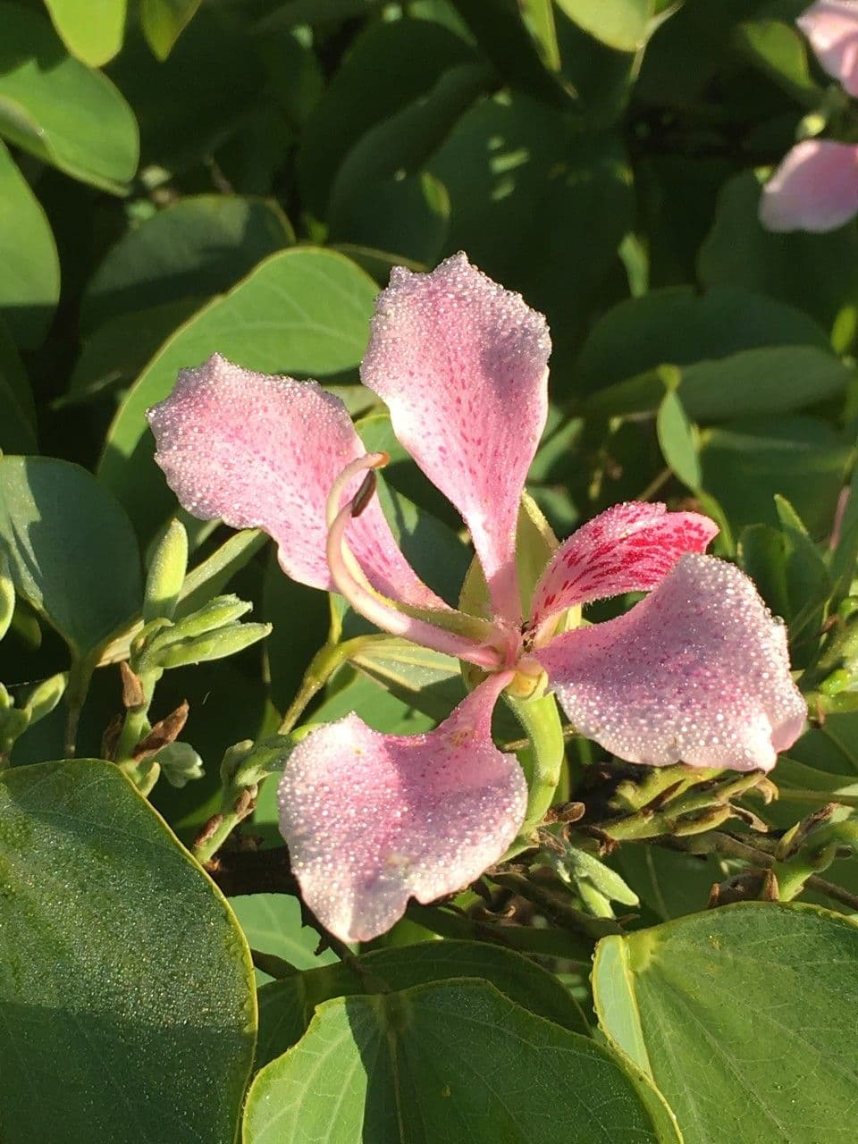 Einblättrige Purpurblume 27