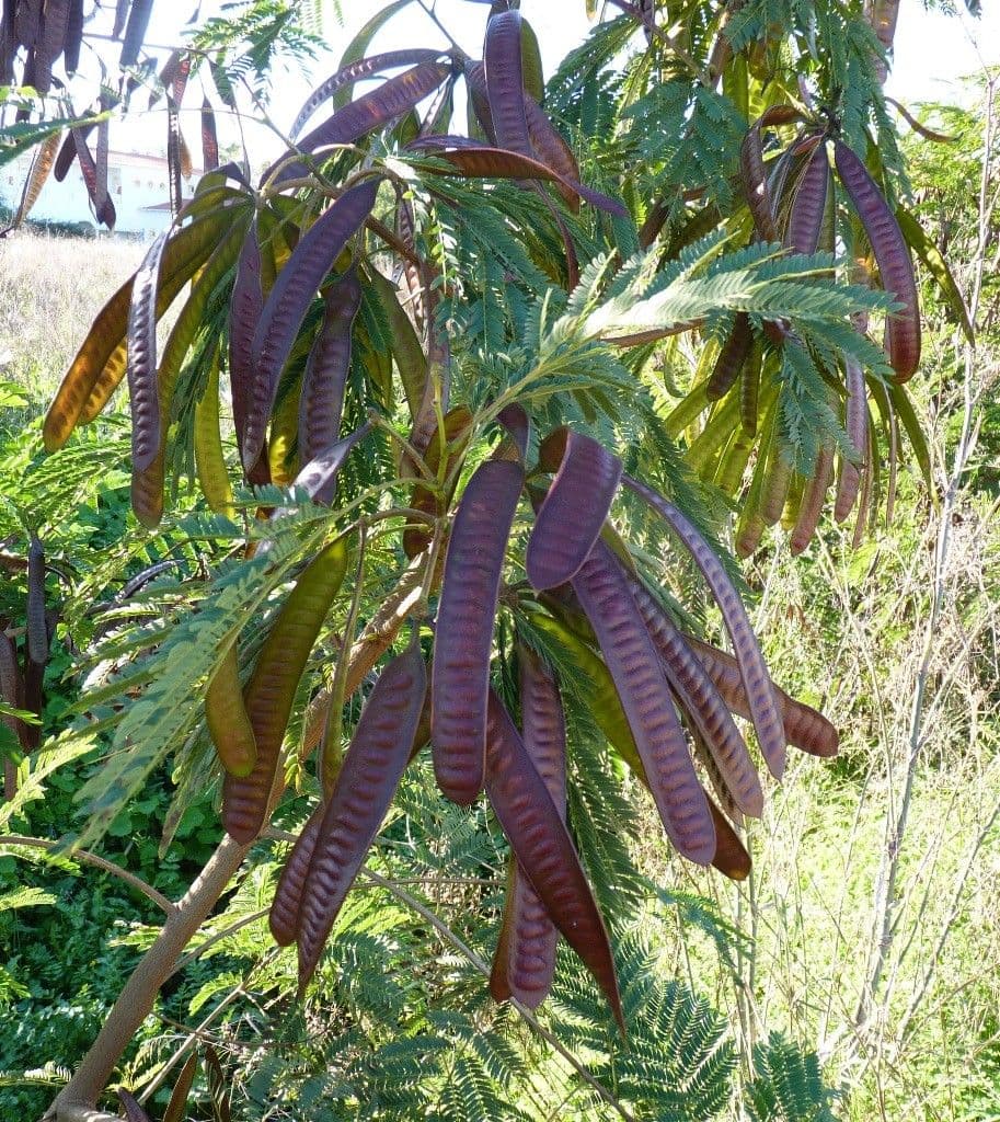 Leucaena 30