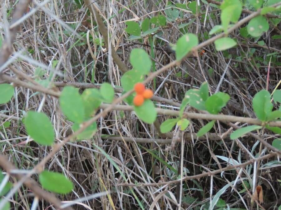 Grewia 3