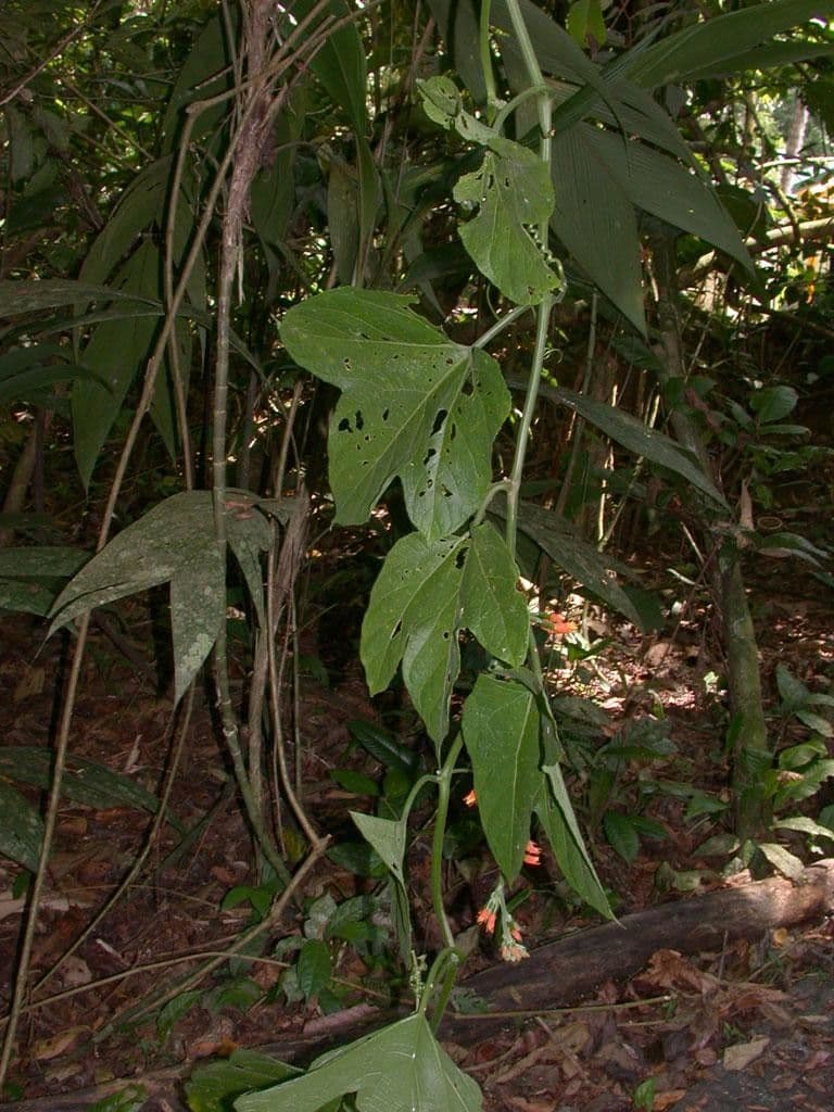 Cetriolo della giungla 11