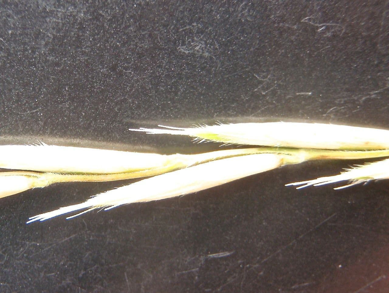 Brachypode penné 5