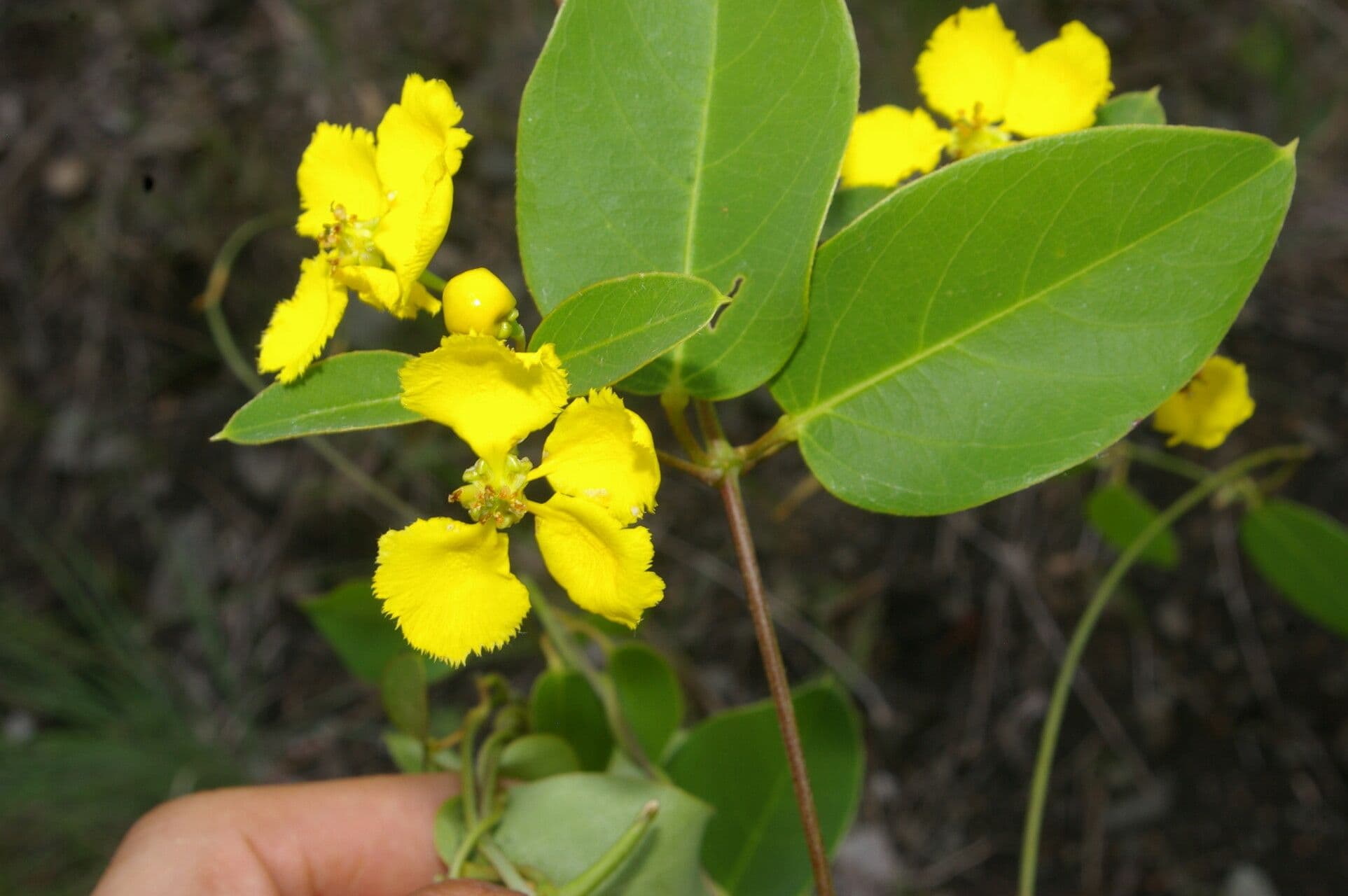 Stigmaphyllon 7