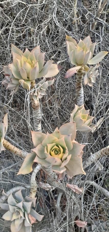 Aeonium lancerottense 14