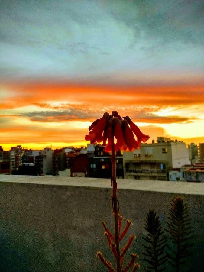 Milagro 9